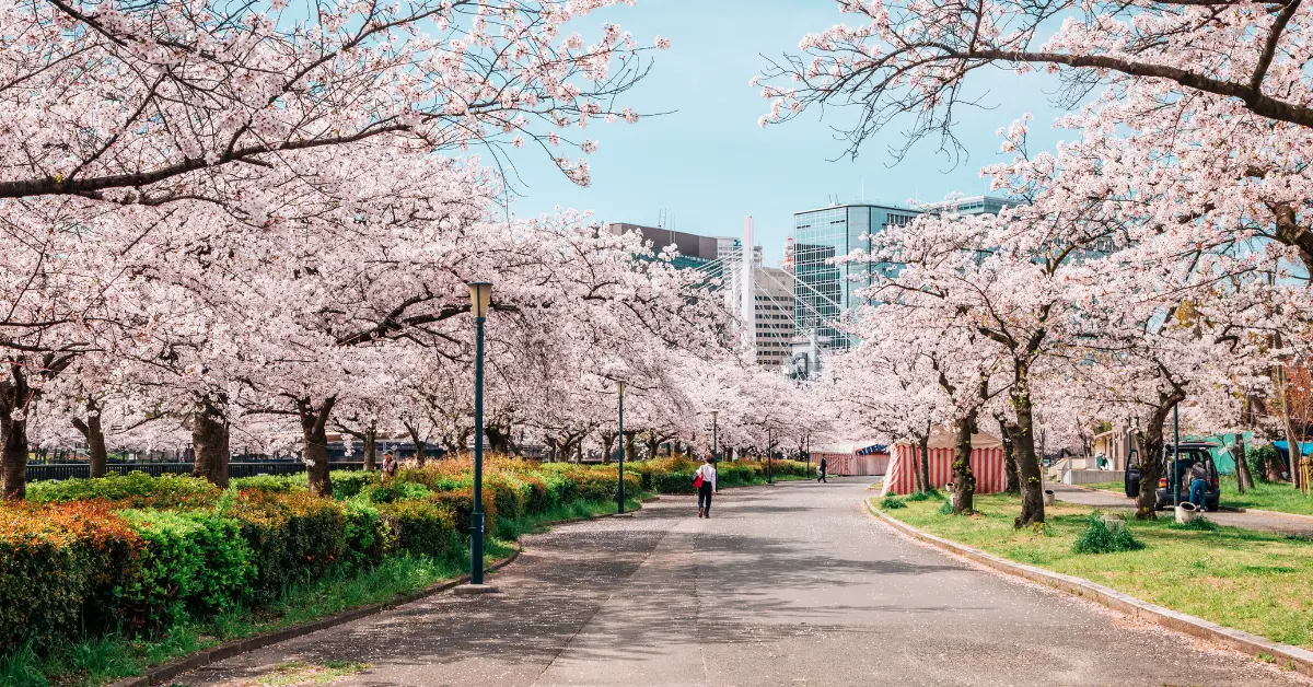 The Cherry Blossom Festival - Japan