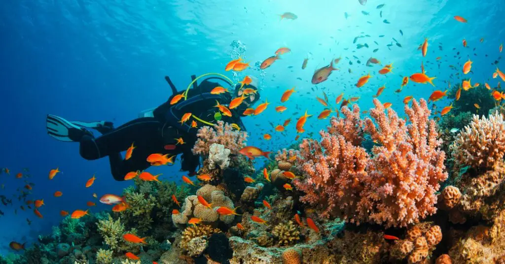 Exploring Health Through Adventure The Surprising Benefits of Scuba Diving