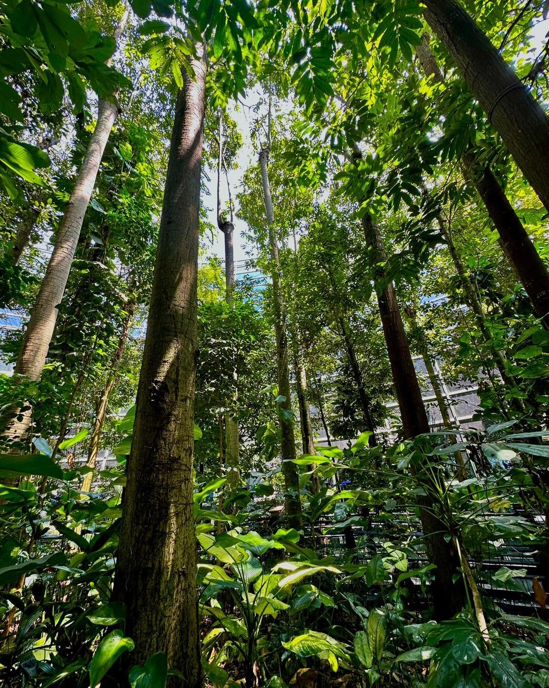 Jungle Boardwalk Kuala Lumpur Airport